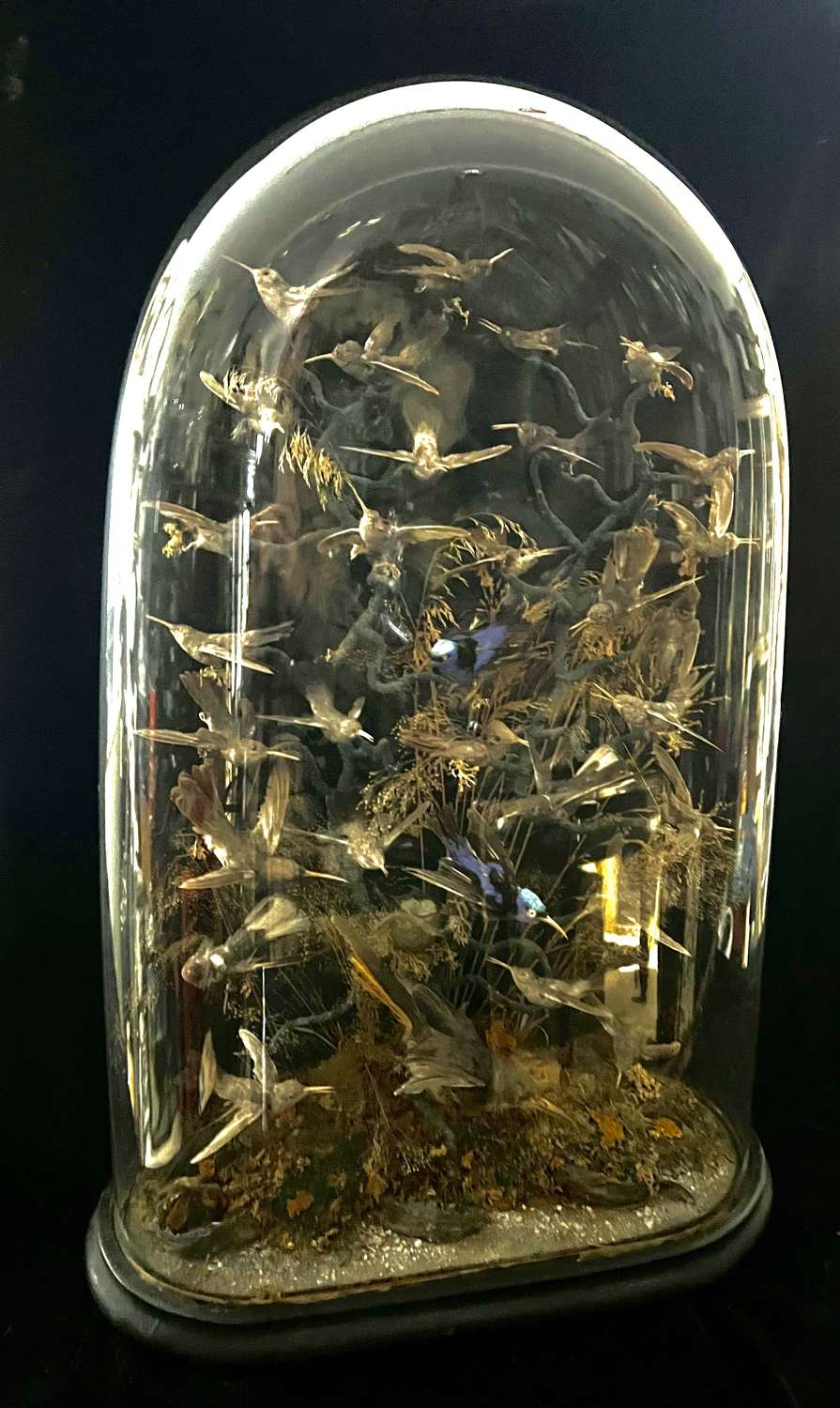A group of taxidermy Hummingbirds